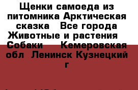 Щенки самоеда из питомника Арктическая сказка - Все города Животные и растения » Собаки   . Кемеровская обл.,Ленинск-Кузнецкий г.